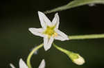 West Indian nightshade